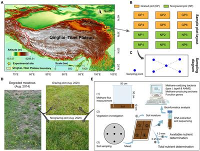 Grazing exclusion alters soil methane flux and methanotrophic and methanogenic communities in alpine meadows on the Qinghai–Tibet Plateau